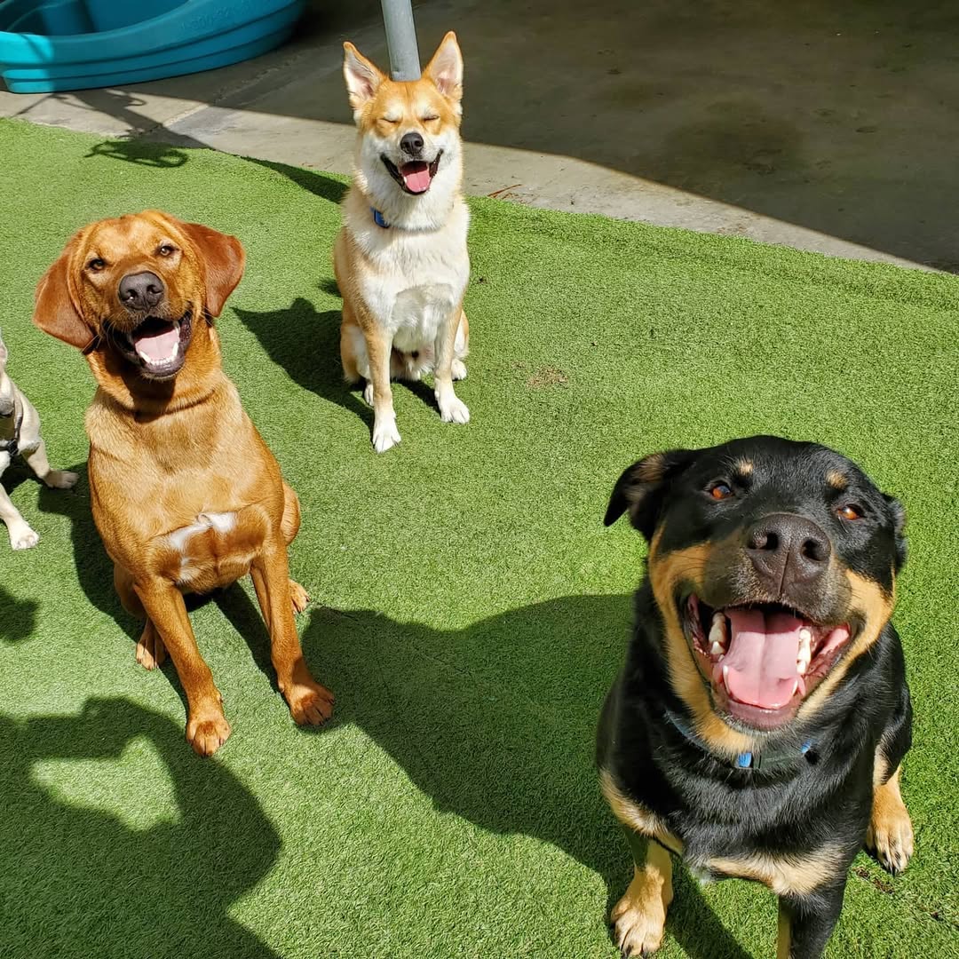 Happy dogs at Pet Planet Brunette daycare
